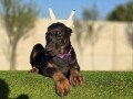 doberman-zenka-small-1