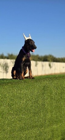 doberman-zenka-big-0