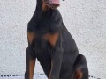 doberman-vrhunski-stenci-small-2