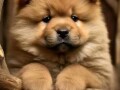 cau-cau-chow-chow-stenad-small-0