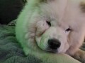 cau-cau-chow-chow-stenad-small-2