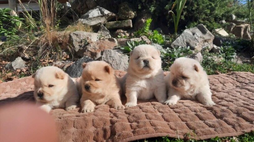 cau-cau-chow-chow-stenad-big-3