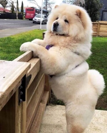 cau-cau-chow-chow-stenad-big-1