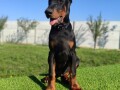 doberman-muzijaci-small-2