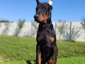 doberman-muzijaci-small-3