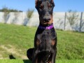 doberman-muzijaci-small-0