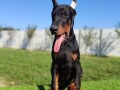 doberman-muzijaci-small-1