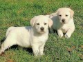 labrador-retriver-small-4