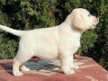 labrador-retriver-small-2