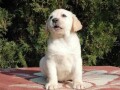 labrador-retriver-small-1