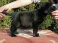 labrador-retriver-small-3