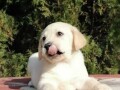 labrador-retriver-small-0