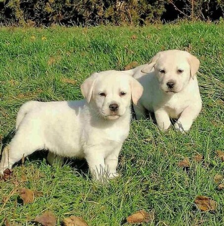 labrador-retriver-big-4