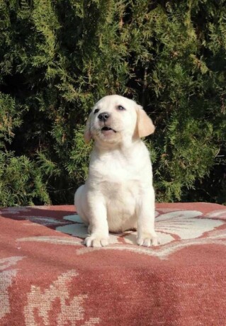 labrador-retriver-big-1