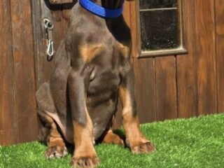 Doberman štenci