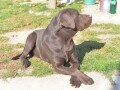 labrador-retriver-small-1