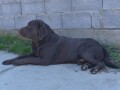 labrador-retriver-small-3