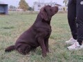 labrador-retriver-small-4