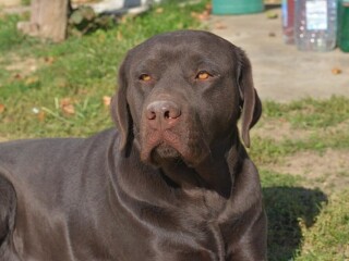 Labrador retriver