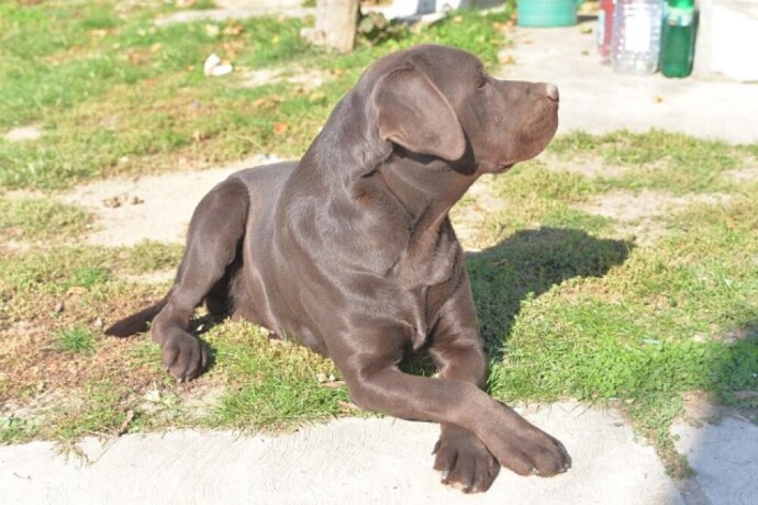 labrador-retriver-big-1