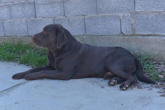 labrador-retriver-big-3