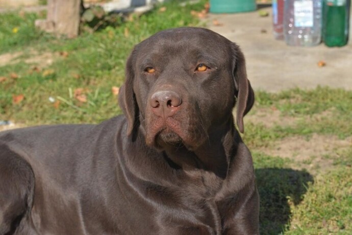 labrador-retriver-big-0