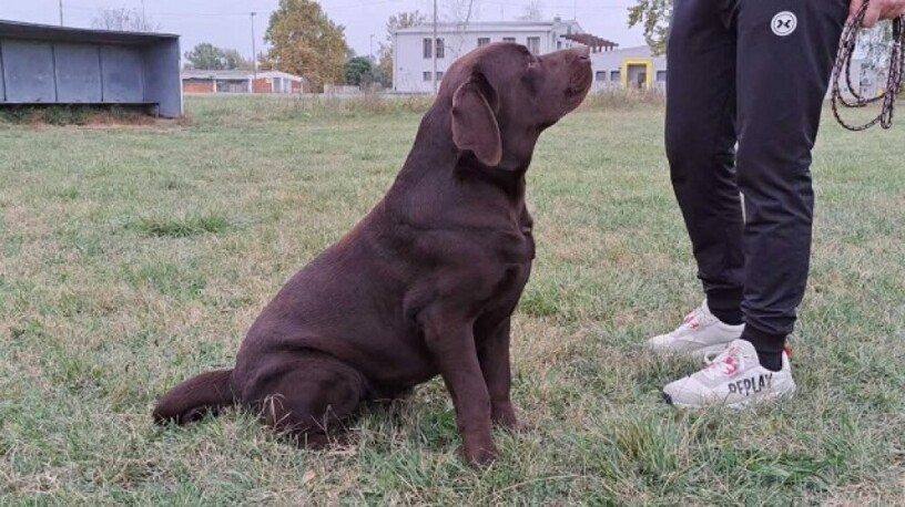 labrador-retriver-big-4