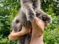 maine-coon-macici-small-1