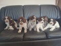 dostupno-novo-leglo-lagotto-romanjolo-small-4