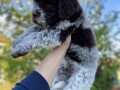 dostupno-novo-leglo-lagotto-romanjolo-small-2