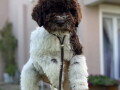 dostupno-novo-leglo-lagotto-romanjolo-small-3