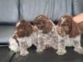 dostupno-novo-leglo-lagotto-romanjolo-small-1