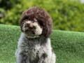 dostupno-novo-leglo-lagotto-romanjolo-small-0