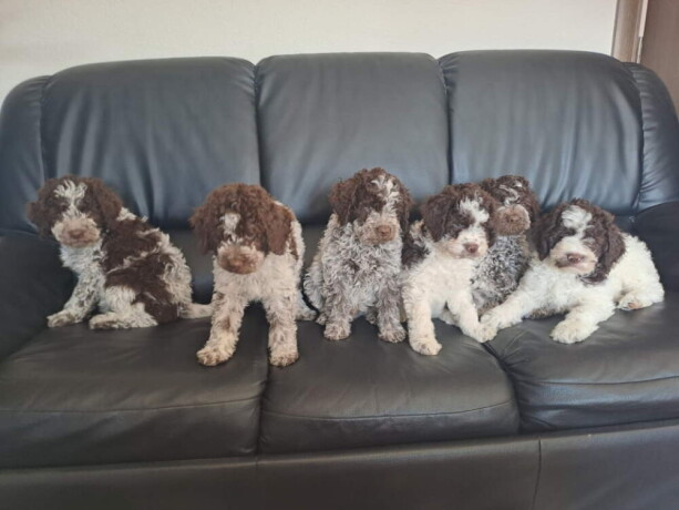 dostupno-novo-leglo-lagotto-romanjolo-big-4