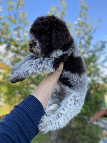 dostupno-novo-leglo-lagotto-romanjolo-big-2