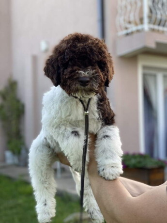 dostupno-novo-leglo-lagotto-romanjolo-big-3