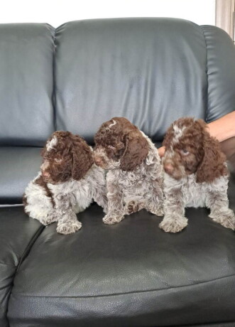 dostupno-novo-leglo-lagotto-romanjolo-big-1