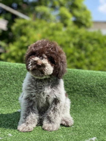 dostupno-novo-leglo-lagotto-romanjolo-big-0