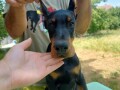 doberman-zensko-stene-small-3