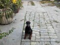 doberman-zensko-stene-small-0