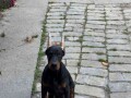 doberman-zensko-stene-small-1