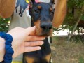 doberman-zensko-stene-small-2