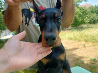 Doberman, žensko štene