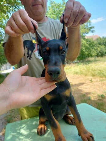 doberman-zensko-stene-big-3