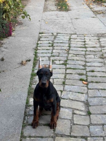 doberman-zensko-stene-big-1