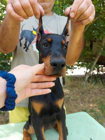 doberman-zensko-stene-big-2