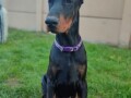 doberman-muzijak-small-1