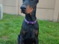 doberman-muzijak-small-0