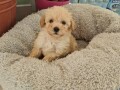 prodajem-preslatke-stence-maltipoo-small-0