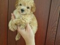 prodajem-preslatke-stence-maltipoo-small-1